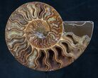 Ammonite Fossil On Custom Metal Stand - Art #8642-1
